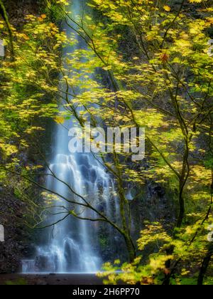 Doppel-Wasserfälle und Herbstfarben. Silver Falls State Park, Oregon Stockfoto