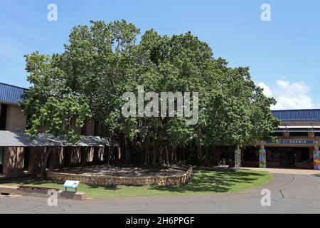 Galamarrma, der Baum des Wissens, Darwin, Northern Territory, Australien Stockfoto