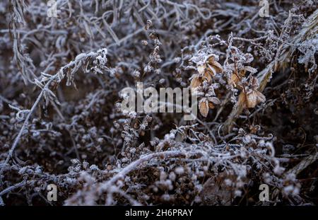 Getrocknete Feldpflanzen bedeckt mit Frost am frühen Morgen. Stockfoto