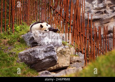 Der riesige Panda schläft auf dem Stein und liegt in der Nähe des Bambuszauns Stockfoto