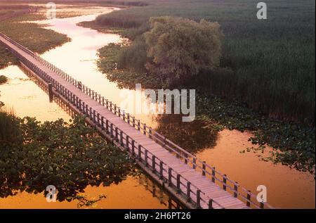 Boardwalk über Sumpf, Point Pelee National Park, Ontario, Kanada Stockfoto