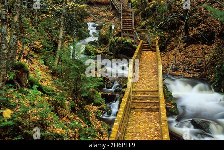 Walkway and Bridge, Fundy National Park of Canada, New Brunswick, Kanada Stockfoto