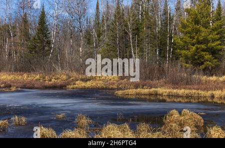 Tauende Feuchtgebiete im Chequamegon National Forest im Norden von Wisconsin. Stockfoto