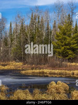 Tauende Feuchtgebiete im Chequamegon National Forest im Norden von Wisconsin. Stockfoto