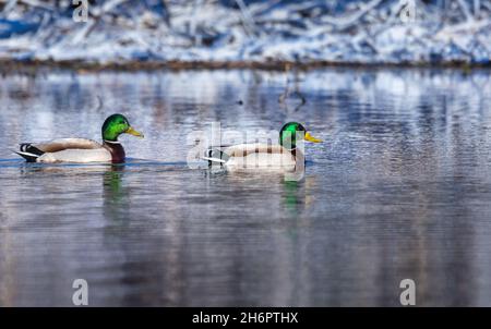 Drake Stockards im Norden von Wisconsin. Stockfoto