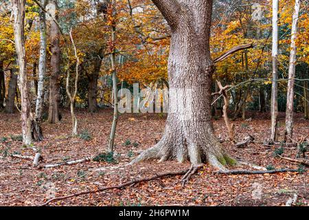 Bäume in einem Wald, geschmückt mit goldfarbenen Herbstblättern, die bald bei Wind und Regen niederblasen werden, Burnham Woods, Buckinghamshire, Großbritannien Stockfoto