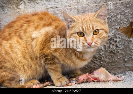 Orange streunende Katze, die rohes Fleisch isst, Nahaufnahme einer entzückenden streunenden Katze. Hungriger streunender Tier, der versucht zu überleben. Stockfoto