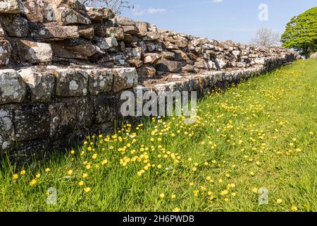 Butterblumen Anfang Juni neben der Hadrianmauer von Turret 49b in der Nähe von Birdoswald, Cumbria, Großbritannien Stockfoto