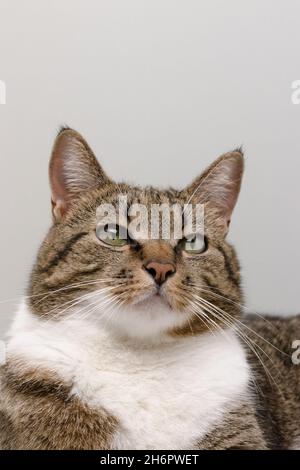 Porträt einer kurzhaarenden, gestromten Katze vor grauem Hintergrund mit Copyspace. Stockfoto