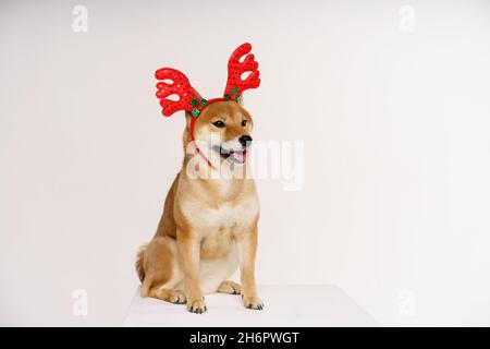Neujahr und weihnachtskonzept mit Hund trägt Rotwild Geweih Stirnband auf festem hellen Hintergrund Stockfoto