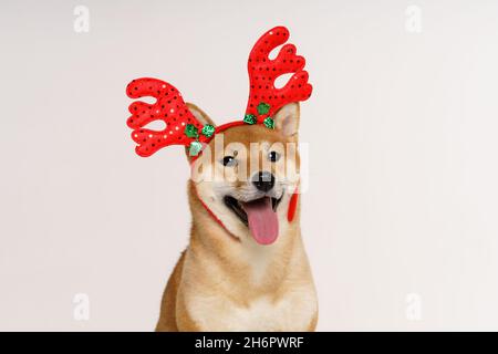 Nahaufnahme Porträt von lustigen schönen Hund in weihnachten Hirsch Kostüm Blick zur Seite und lecken sich selbst, isoliert auf hellem Hintergrund Stockfoto