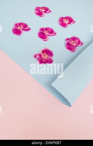 Kreative und farbenfrohe Blumenkomposition aus rosa Orchideen auf pastellblauem und pinkem Hintergrund. Modisches minimalistisches Konzept. Stockfoto