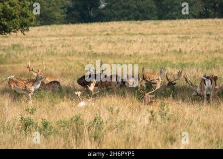 Damwild im Sonnenschein im Petworth Park England Stockfoto