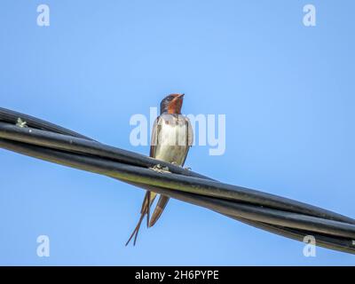 Swallow thront auf einem Kabel mit einem strahlend blauen Himmel im Hintergrund Stockfoto