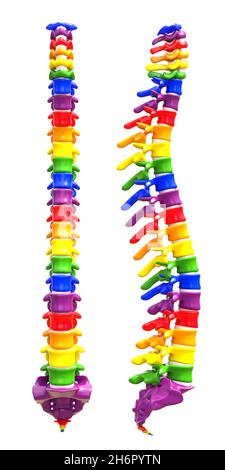 Backbone mit Regenbogenfarben auf weißem Hintergrund. 3d-Rendering Stockfoto