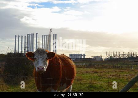 Natürlich beleuchtetes Bild einer Kuh, die am North Gare, Seaton Carew, Hartlepool, grast, mit Windturbinenstangen, die für Schottland bestimmt sind, im Hintergrund. Stockfoto