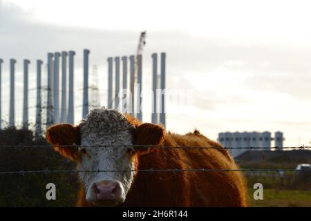 Natürlich beleuchtetes Bild einer Kuh, die am North Gare, Seaton Carew, Hartlepool, grast, mit Windturbinenstangen, die für Schottland bestimmt sind, im Hintergrund. Stockfoto