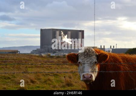 Natürlich beleuchtetes Bild einer neugierigen Kuh, die am Nordbahnhof, Seaton Carew, Hartlepool, grast, mit dem Kernkraftwerk EDF Energy im Hintergrund. Stockfoto