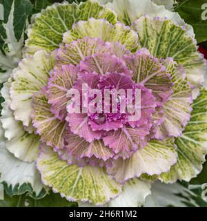 Zierrosa Kohl als Hintergrund. Stockfoto