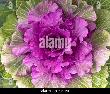 Zierrosa Kohl als Hintergrund. Stockfoto