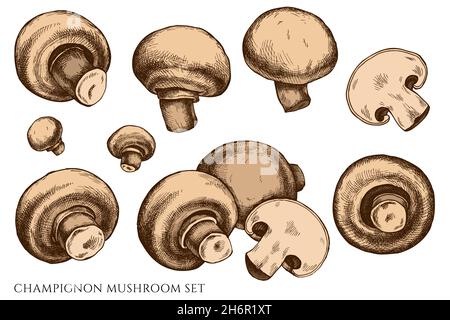Vektor-Set von handgezeichneten farbigen Champignon Stock Vektor