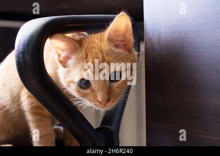 Ingwer-Kätzchen guckt aus der Nähe auf den Stuhl Stockfoto