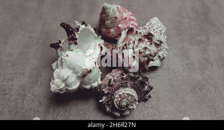 Alte verwitterte Muschelschale Hintergrund. Tapete mit tropischer Meerkonche Stockfoto