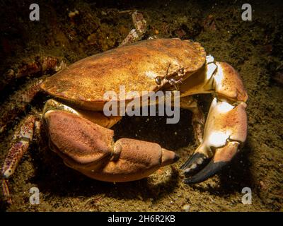 Nahaufnahme eines Krebs-Pagurus, auch als essbare Krabbe oder braune Krabbe bekannt. Bild von den Wetterinseln, Schweden Stockfoto