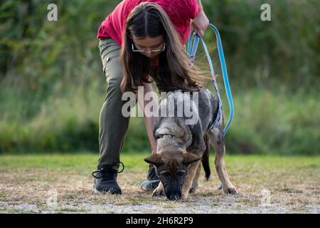 Ein vier Monate alter Schäferhund, der von einem Teenager-Mädchen im Tracking-Training trainiert Stockfoto