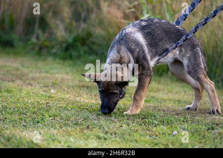 Ein vier Monate alter Schäferhund-Welpe im Tracking-Training. Grünes Gras im Hintergrund Stockfoto