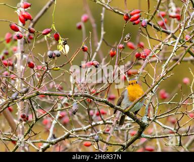 Ein Robin in einer wilden Rose, Ambleside, Lake District, Großbritannien. Stockfoto