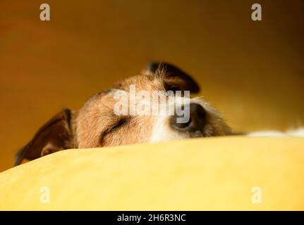 Süßer fauler Hund, der während der Mittagsschlaf-Zeit auf dem Sofakissen schläft Stockfoto