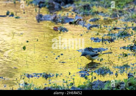 Ein grauer Wagtail, Motacilla cinerea, der sich an einem Flutbecken in Ambleside, Lake District, Großbritannien, ernährt. Stockfoto