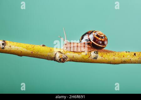 Eine große essbare Traubenschnecke kriecht auf grünem Hintergrund an einem Baumzweig entlang. Helix Pomatia, Helix Aspera Stockfoto