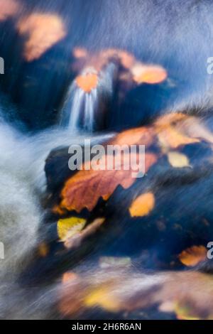 Herbstblätter auf Felsen in einem Fluss mit fließendem Wasser mit Eichen- und Birkenblättern Stockfoto