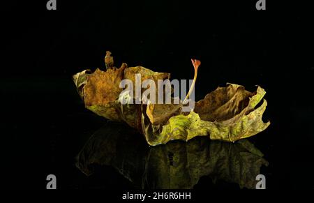 Blatt des Platanus occidentalis, das nachts auf dem Teich schwimmt, nachdem es im Herbst vom Baum gefallen ist. Stockfoto