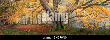 Majestätische, reife Buche mit einem Baldachin aus Bronze und goldenen Blättern im Herbst im Herzen eines englischen Waldes Stockfoto