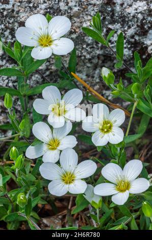 Blühendes Bergsandwort (Arenaria montana), das in den Bergregionen Südwesteuropas, von den Pyrenäen bis Portugal, beheimatet ist Stockfoto