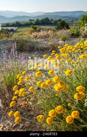 Goldener marguerit / gelbe Kamille / Ochsenauge Kamille (Anthemis tinctoria / Cota tinctoria) in Blüte in Nordspanien Stockfoto