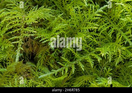 Gewöhnliches Tamarisken-Moos / Tamarisken-Farnmoos / Federmoos / Thuidium-Moos (Thuidium tamariscinum) Stockfoto