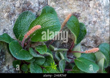 Netzblättrige Weide / Schneeheide (Salix reticulata / Salix nivalis), Zwergweide mit männlichen Blütenständen, in Europa und Nordamerika beheimatet Stockfoto