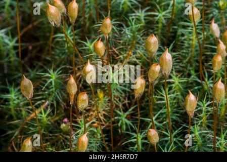 Haarmütze von Wacholder/Wacholdermoos von polytrichum (Polytrichum juniperinum / Polytrichum alpestre), Nahaufnahme mit Sporophyten Stockfoto
