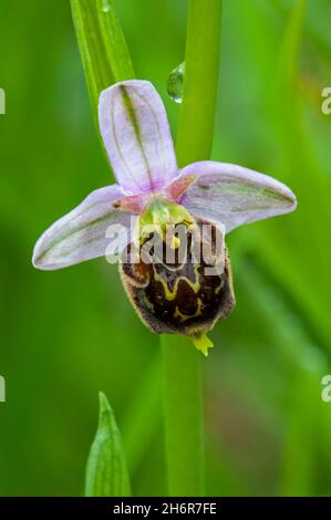 Spätspinnige Orchidee (Ophrys holoserica / Ophrys fuciflora) in Blüte auf der Wiese Stockfoto