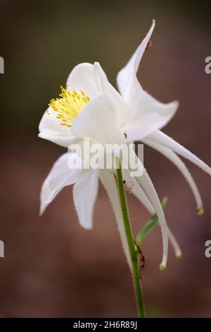 Weiße Sternkolumbine (Aquilegia hybrida) - Hall County, Georgia. Am ersten Frühlingstag blüht eine Kolumbine. Stockfoto