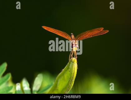 Eine leuchtend orangefarbene Libelle, die die Kamera auf einem grünen Blatt mit schwarzem Hintergrund betrachtet, das isoliert ist. Stockfoto