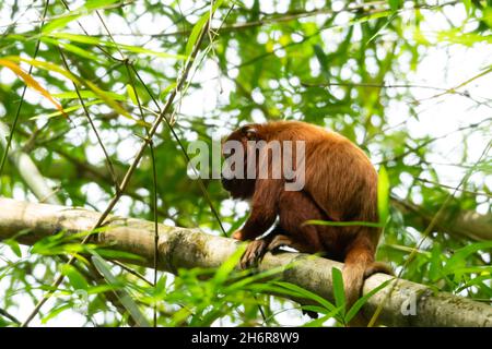 Der rote Howler-Affe Alouatta seniculus sitzt kontemplativ auf einem Zweig in einem Bambusstreifen in der Karibik auf der Insel Trinidad. Stockfoto