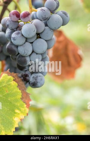 Schuss von leuchtend bunten blauen Trauben bereit zur Lese Stockfoto