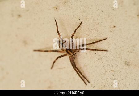 Zoropsis spinimana Spinnenart, Familie der Zoropsidae. Sieht aus wie eine Wolfsspinne. Stockfoto