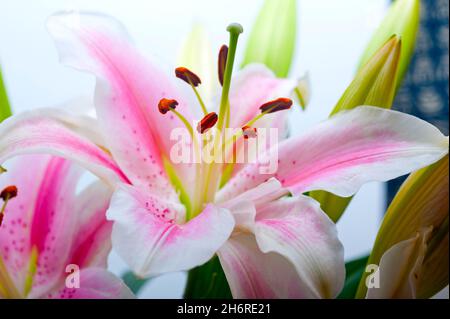 rosa Lilie Haufen Blumenstrauß über weiße Exemplar Stockfoto