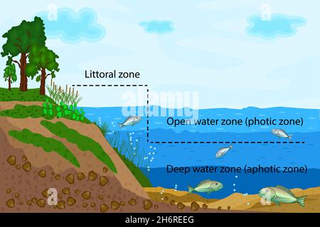 See-Ökosystem. Zonation im Seewasser. Diagramm der Süßwasserzonen des Teichs oder Flusses. Seenökosysteme teilen sich in Kühl-, Freiwasser- und Tiefwasserzonen auf Stock Vektor